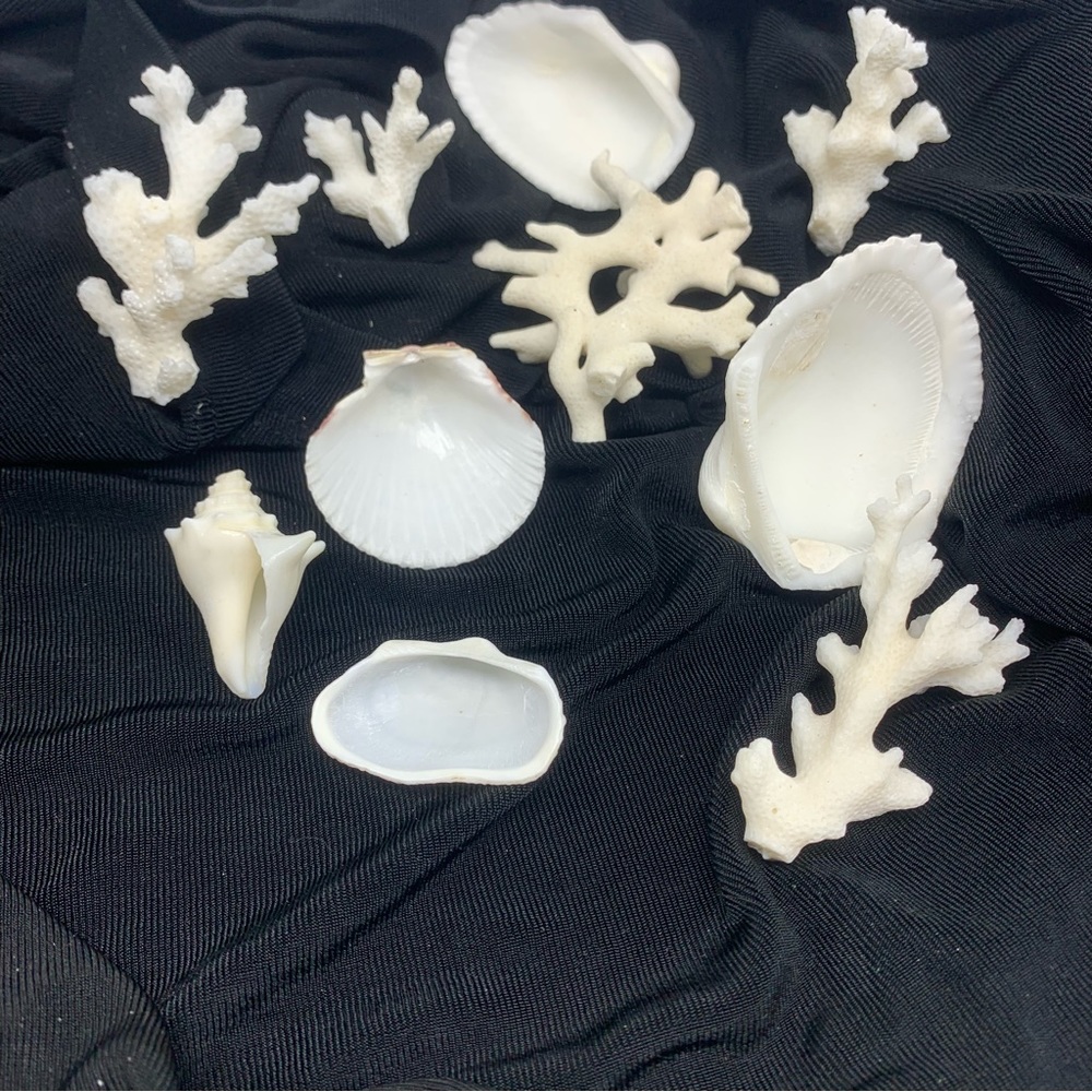 Vintage Shells and Coral from Beach in San Juan, Puerto Rico circa 1972 - Picture 2 of 6